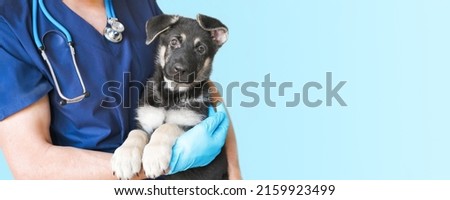 Cropped image of handsome male veterinarian doctor with stethoscope holding cute black german shepherd puppy in arms in veterinary clinic on white background banner