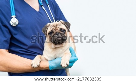 Cropped image of handsome male veterinarian doctor with stethoscope holding cute funny pug puppy in arms in veterinary clinic on white background. banner copy space.