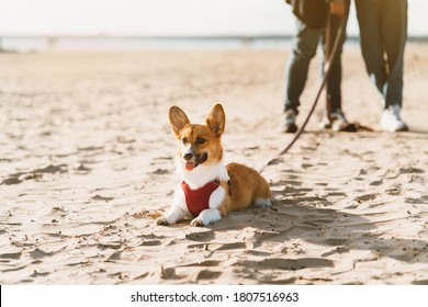 Cropped Image Of People Walking In Beach With Dog. Corgi Puppy Laying On Sand And Looking Away, Waiting Someone. Focus On Pet, Human Legs On Background