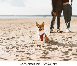 Cropped Image Of Romantic Couple Walking In Beach With Dog. Young Woman And Man Are Having Fun Outdoors With Corgi Puppy Near Ocean Or Sea