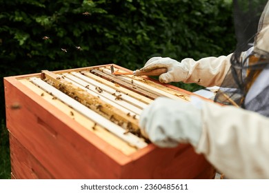 Cropped image of senior male beekeeper using hive tool on beehive at apiary farm - Powered by Shutterstock