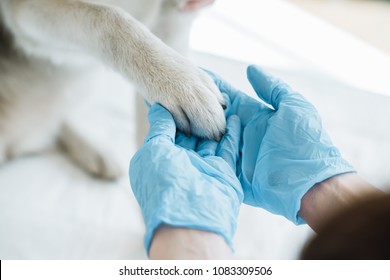 cropped image of veterinarian in latex gloves examining dog paw  - Shutterstock ID 1083309506