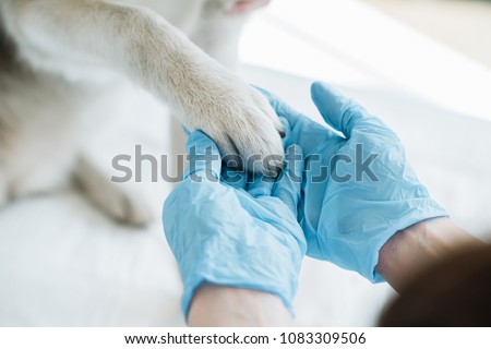 cropped image of veterinarian in latex gloves examining dog paw 