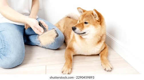 Cropped image of woman combing hair of Shiba Inu dog with comb brush. Idea of relationship between human and animal. Idea of pet care. Beautiful furry dog looking away. White background in studio - Shutterstock ID 2290459893