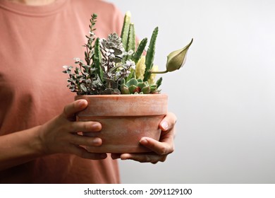 Cropped Image Of Woman Holding Mixed Succulent Potted Plant. Beautiful Indoor Plants As A Gift.