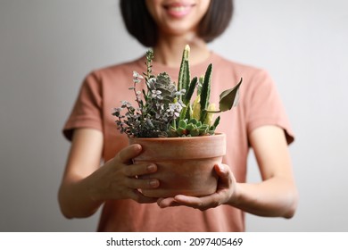 Cropped Image Of Woman Holding Mixed Succulent Potted Plant. Beautiful Indoor Plants As A Gift.