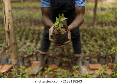 Cropped photo of African American farm worker planting coffee sprout, Rwanda region