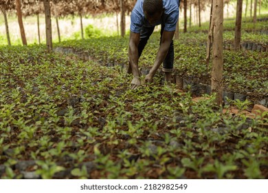 Cropped Photo Of African American Worker Processing Coffee Seedlings At The Farm In Africa Region