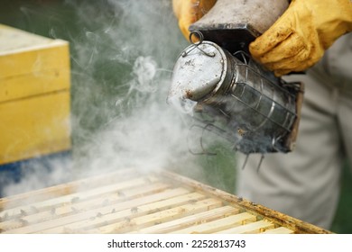 Cropped photo of bee smoker in hands of beekeeper on the apiary - Powered by Shutterstock