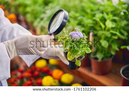 Cropped photo of a botanist in latex gloves examining the blue mistflower in the pot