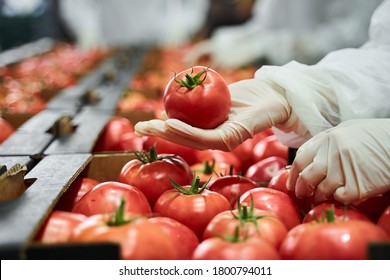 Cropped photo of an employee conducting the fresh produce quality control at the production site - Powered by Shutterstock