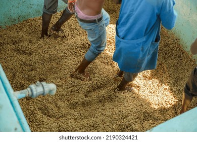 Cropped Photo Of Male Workers Shuffling Coffee Beans With Their Feet At Washing Station At Farm. Rwanda. Coffee Production