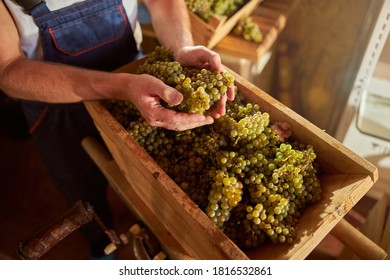 Cropped Photo Of A Responsible Winery Worker Holding Handfuls Of Grapes