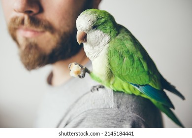 Cropped Photo Shoot Of Beard Men Profile With His Pet - Green Parrot. Domesticated Quaker Parakeet Is Sitting On Shoulders And Eating A Treat And Is Looking At Camera With Curiosity Expression.