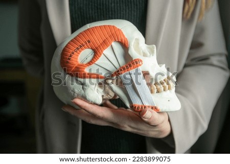 Cropped photo of woman doctor holding human skull model mannequin in hand with inscriptions temporalis masseter describing head muscles. Maxillofacial surgery, dentistry, anatomy, medical education.
