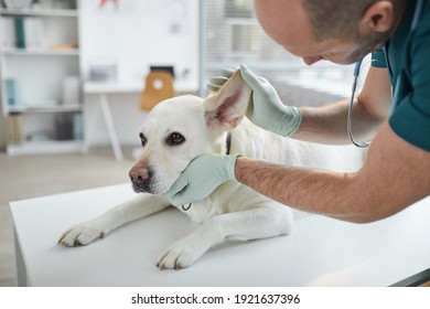 Cropped portrait of mature veterinarian examining ears and hearing of white dog at vet clinic, copy space