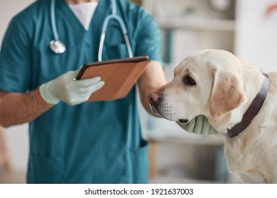 Cropped portrait of unrecognizable male veterinarian examining white Labrador dog at vet clinic, copy space - Powered by Shutterstock