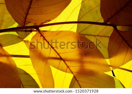 Similar – Foto Bild Detail eines Smilax-Asperablattes mit Sonnenlicht und Bokeh-Hintergrund