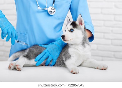 Cropped shot of a cute little Siberian husky puppy getting vaccinated by a professional veterinarian health care pet animals occupation concept. - Powered by Shutterstock