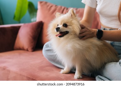 Cropped shot of cute white pretty spitz pet dog, unrecognizable young woman stroking loving puppy sitting on comfortable sofa at home. Close-up of female playing together with domestic animal.