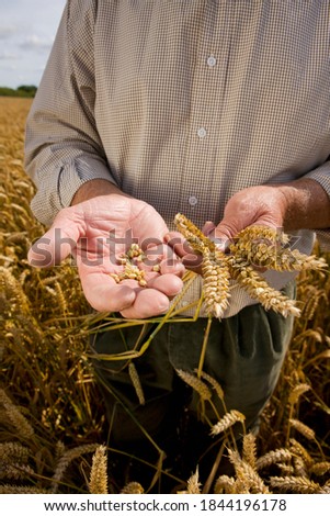 Cropped shot of farmers hands examining wheat standing in a wheat field with a golf hat on his head.