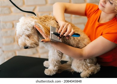 Cropped shot of female groomer combing ears of obedient curly dog Labradoodle with brush, to prepare cutting at table in grooming salon. Woman pet hairdresser prepare dog for professional care.