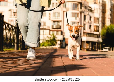 Cropped shot of a female woman pet owner walking dog jack russell terrier on the street outdoors. Adoption pet care.