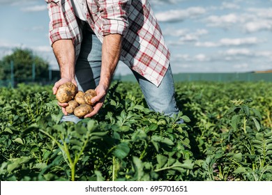 cropped shot of gardener in checkered shirt holding potatoes while working on farm