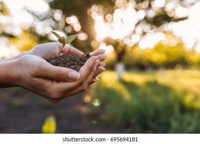 cropped shot of human hands holding young green plant in soil - Shutterstock ID 695694181