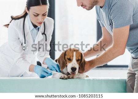 cropped shot of man holding beagle while female veterinarian bandaging paw in clinic