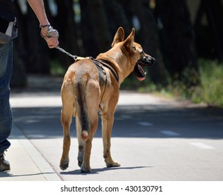 Cropped Shot Of A Man Walking With His German Shepherd Dog On The City