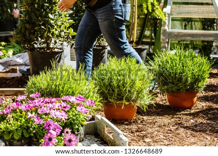Cropped shot of a middle aged woman planting flowers in garden