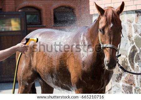 Cropped shot of person washing brown purebred horse outdoors