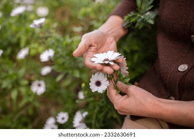 Cropped Shot Of Senior Lady Picking Daisy Flowers In Field Outdoor, Enjoying Nature. Closeup Of Hands Of Mature Woman Gardener Touching Plant Of Osteospermum Flower. Selective Focus - Powered by Shutterstock