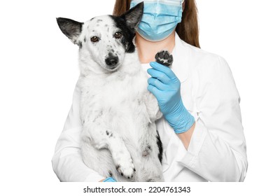 Cropped Shot Of A Veterinarian In A Blue Medical Mask And Gloves Holding Cute Small Black And White Dog In Her Hands, Showing Its Paw To The Camera. Isolated On White.