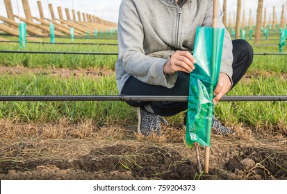 Cropped Shot View Of Worker Working In Grapes Vineyard In Hawke's Bay Region Of New Zealand. Hawke's Bay Wine Region Is New Zealand's Oldest And Second-largest Wine-production Region