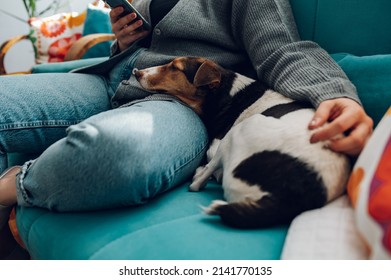 Cropped shot of a woman using smartphone while her dog is lying on her leg at home and relaxing on the couch in the living room at house. Adorable friendship between animal and human - Shutterstock ID 2141770135