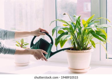 Cropped shot of women's hands watering a house plants in flowerpots with a green watering can on the windowsill. Interior. Sunny day - Powered by Shutterstock