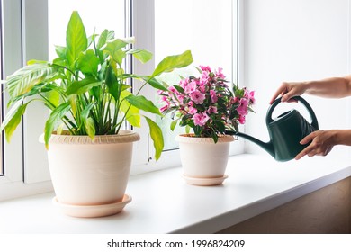 Cropped Shot Of Women's Hands Watering A Pink House Plant In Flowerpots With A Green Watering Can On The Windowsill. Interior. Sunny Day. Selective Focus