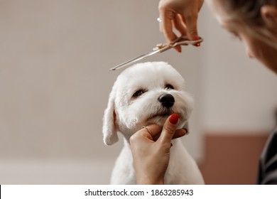 cropped shot of a young blonde pet beautician and white purebred bichon. Grooming of white dog.