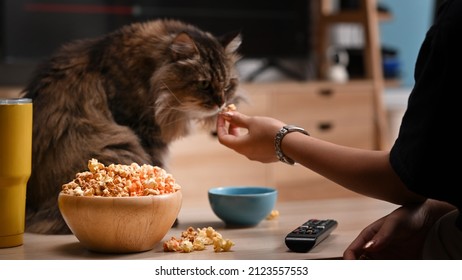 Cropped Shot Young Woman Sitting On Couch With Her Cat And Watching TV In Living Room.