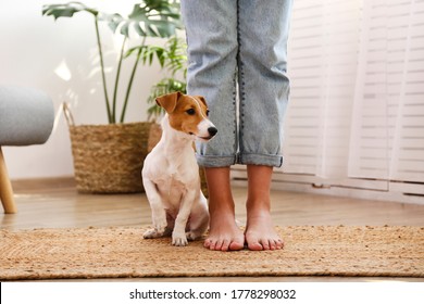 Cropped Shot Of Young Woman Standing With Her Adorable Jack Russell Terrier Puppy At Home In Living Room Full Of Natural Sunlight. Lofty Interior Background, Close Up, Copy Space.