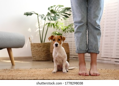 Cropped Shot Of Young Woman Standing With Her Adorable Jack Russell Terrier Puppy At Home In Living Room Full Of Natural Sunlight. Lofty Interior Background, Close Up, Copy Space.