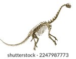 A cropped skeleton of a Europasaurus over a white background