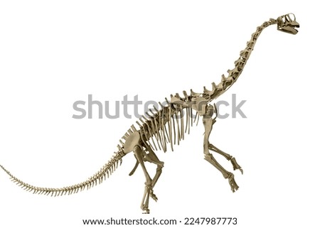A cropped skeleton of a Europasaurus over a white background