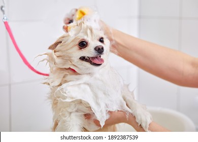 cropped skilled groomer carefully wash the dog in bath, before grooming procedure. little puppy spitz get used to such procedures, dog pet behaves calmly in contact with water
