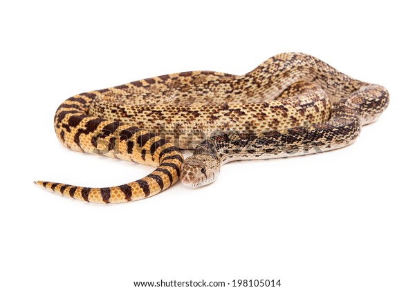 A cropped view of a coiled up Bullsnake with white copyspace room for text