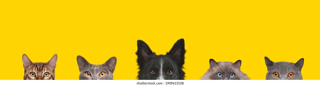 Cropped view of dog head and cats heads isolated on a yellow background