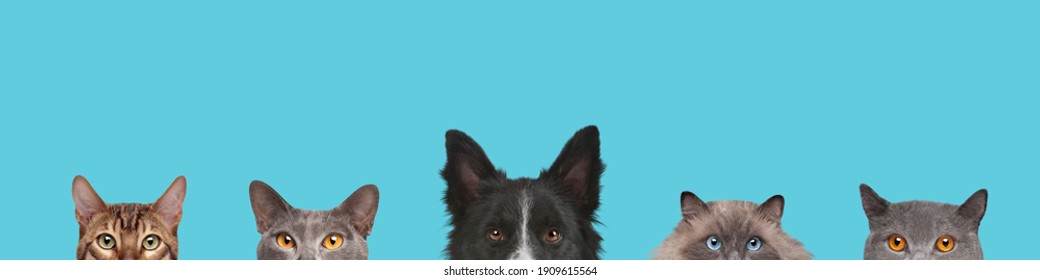 Cropped view of dog head and cats heads isolated on a light blue background