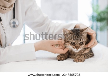 Cropped view of female veterinarian performing physical examination of adult cat on exam couch in clinic. Efficient feline practitioner checking lymph nodes while feeling area around pet's head.